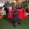 Int. Dog-Show-Winner & Grand National-Champion 2021